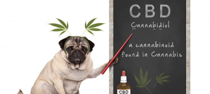 CBD Oil for Pets: 10 Things You Should Know