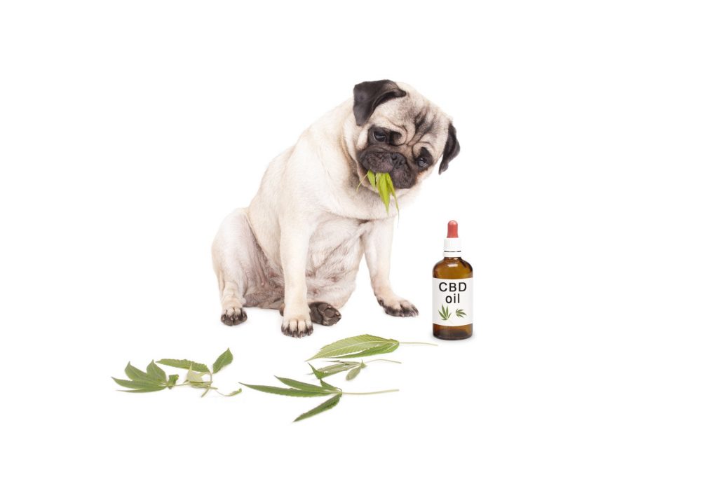 cbd oil benefits for dogs