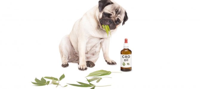 7 Life Changing CBD Oil Benefits for Dogs