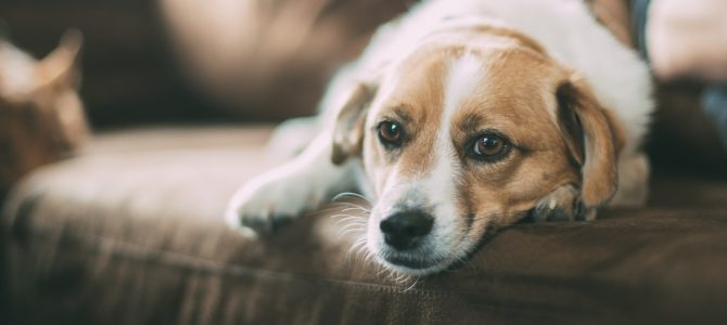 Pet Care 101: How to Give CBD Oil to Dogs The Correct Way