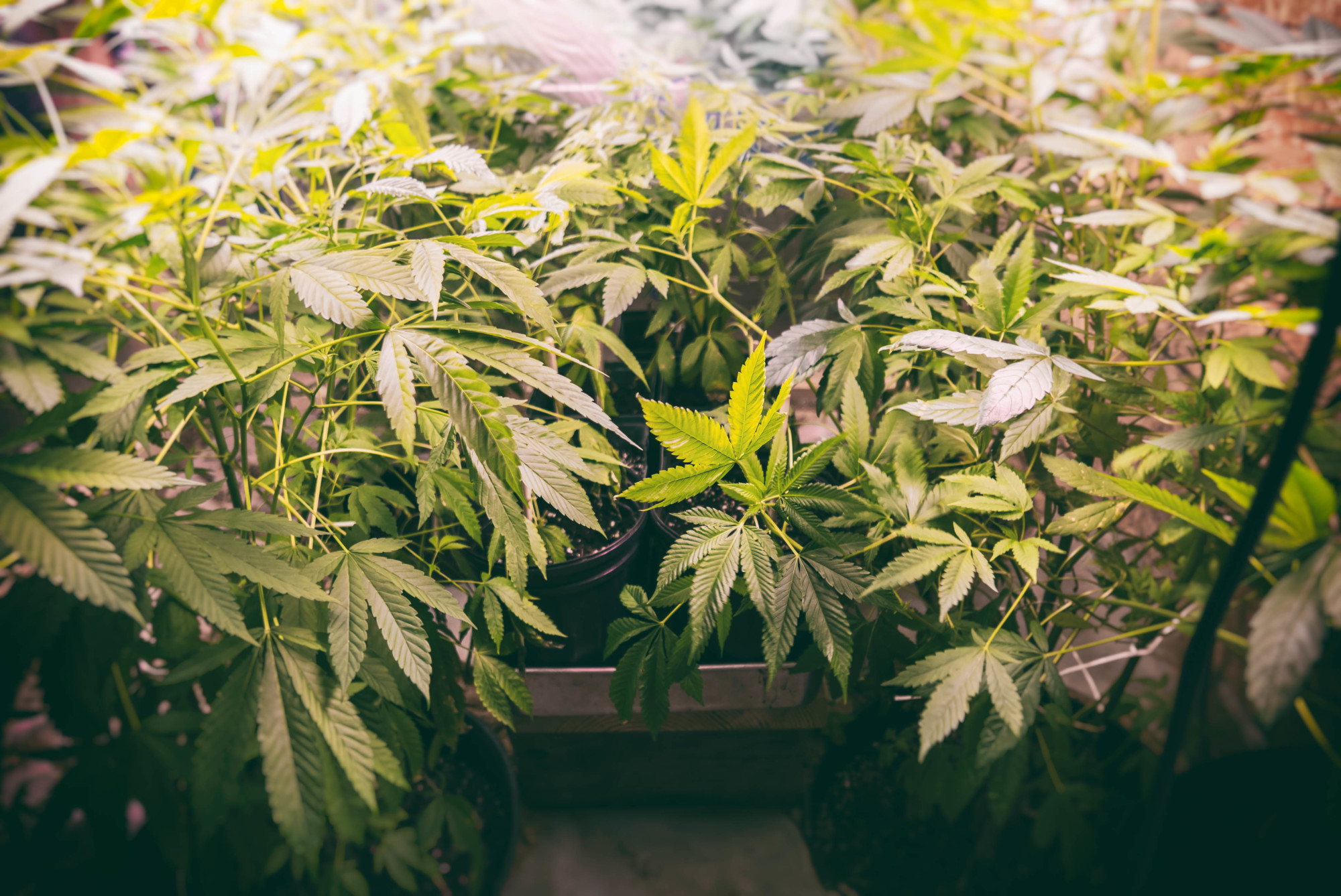 4 Things to Know About Weed Cultivation